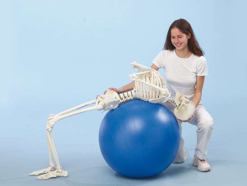 Hugo Physiotherapy Skeleton Model