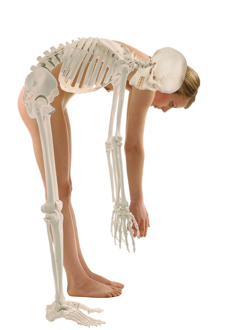 Hugo Physiotherapy Skeleton Model