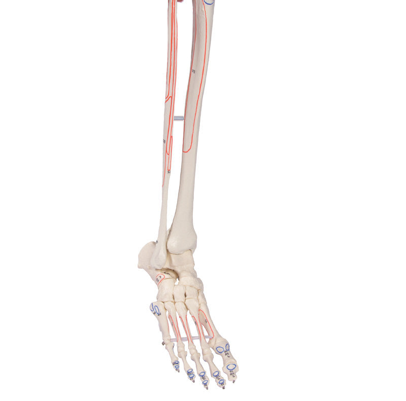 Peter Skeleton Model with Flexible Spine and Muscle Markings