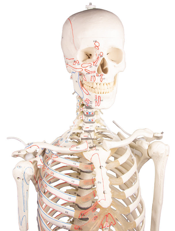 Peter Skeleton Model with Flexible Spine and Muscle Markings
