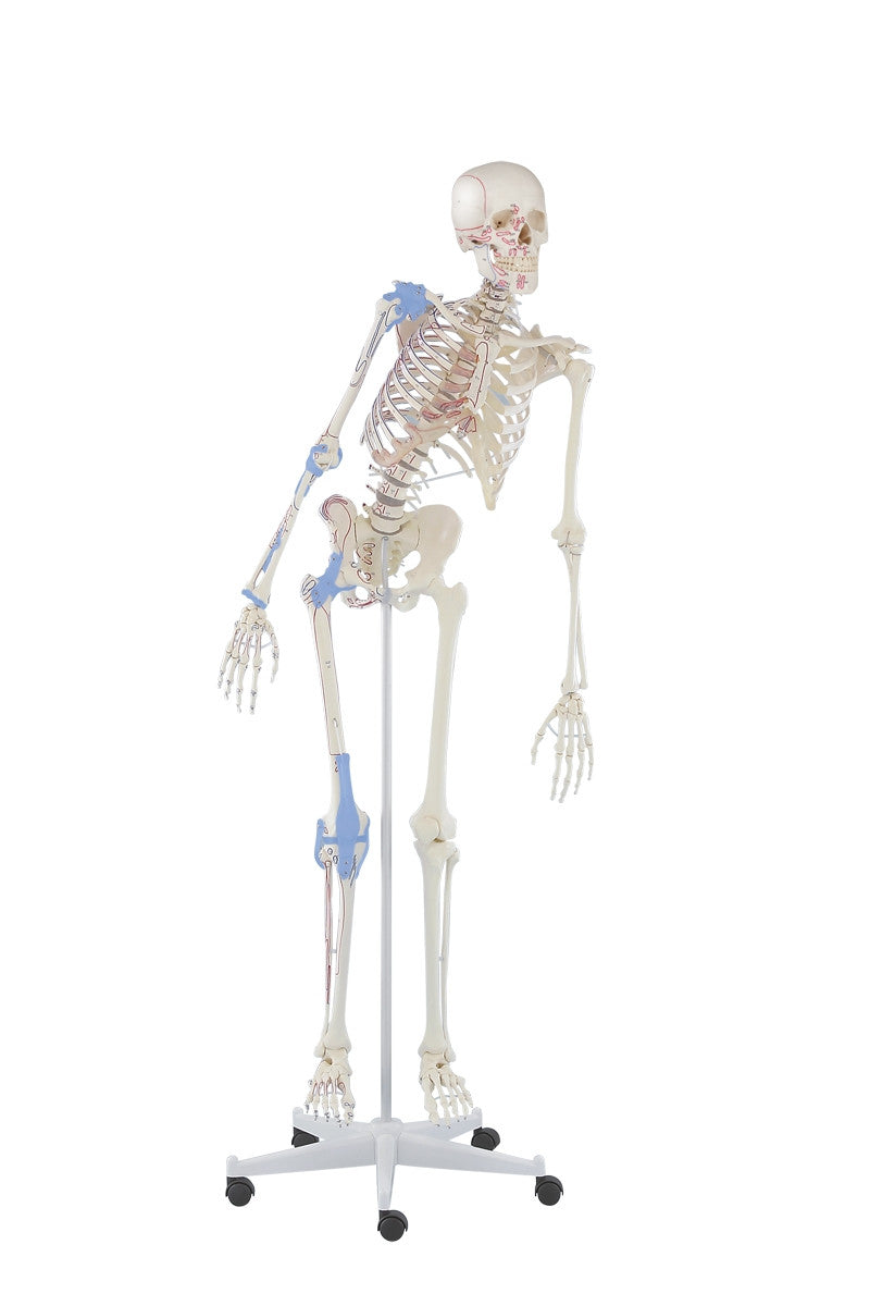 Max Skeleton Model with Flexible Spine, Muscles and Ligaments