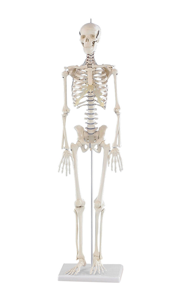 Patrick Miniature Skeleton Model