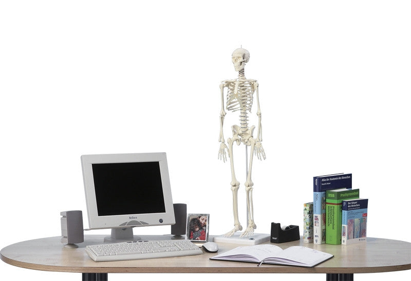 Patrick Miniature Skeleton Model