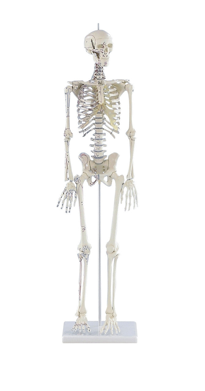 Daniel Miniature Skeleton Model with Muscle Markings