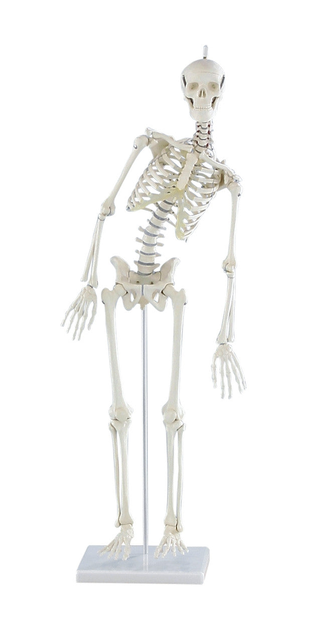 Paul Miniature Skeleton Model with Flexible Spine