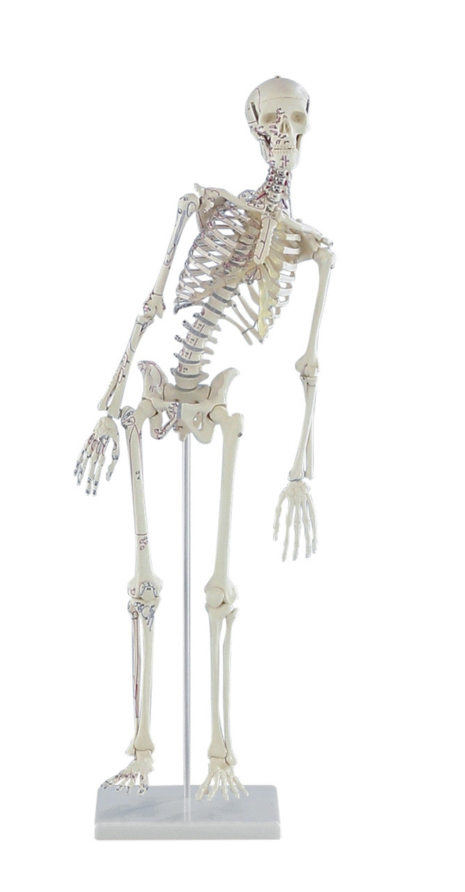 Fred Miniature Skeleton Model with Flexible Spine and Muscle Markings