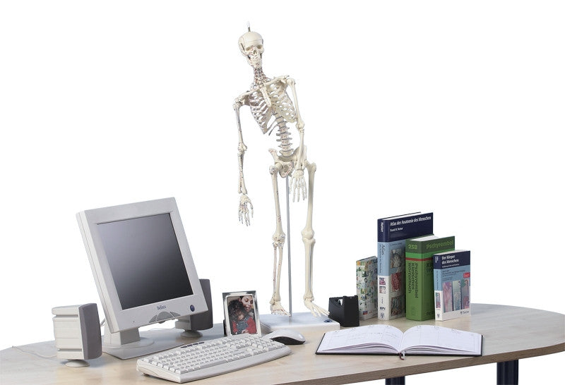 Fred Miniature Skeleton Model with Flexible Spine and Muscle Markings