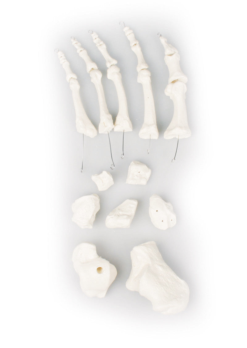 Foot Bones Set