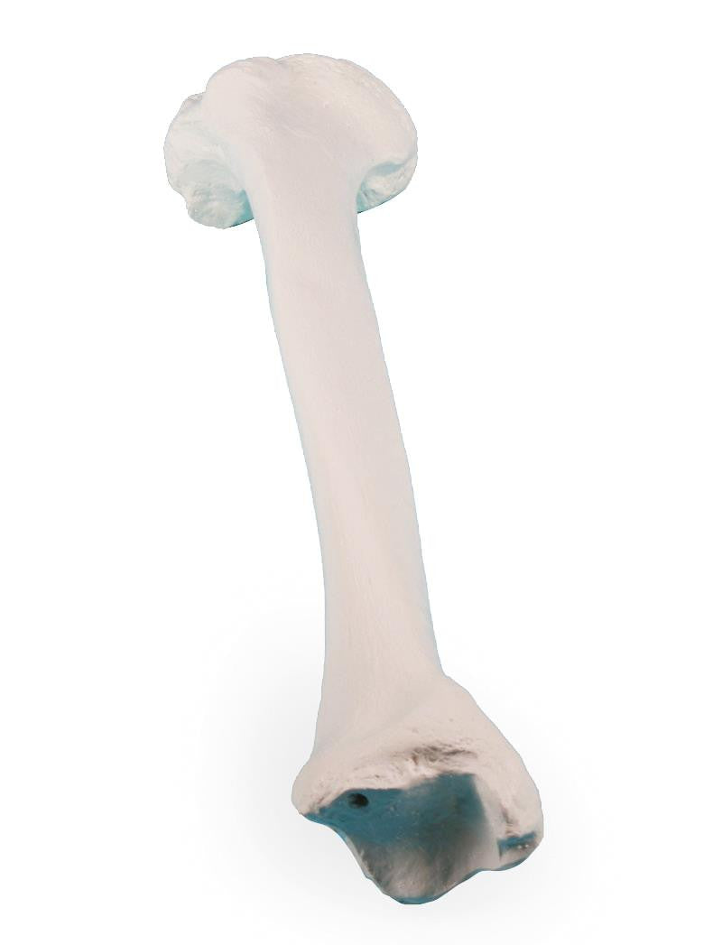 Tibia Bone Model