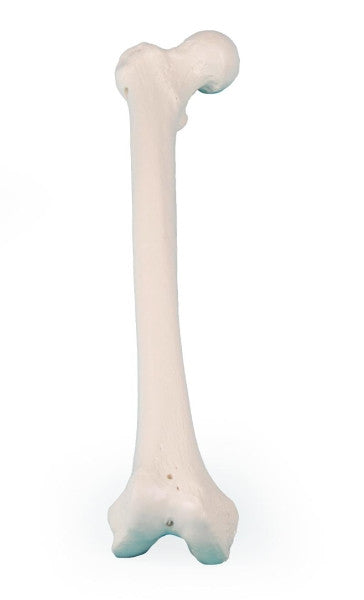 Femur Bone Model