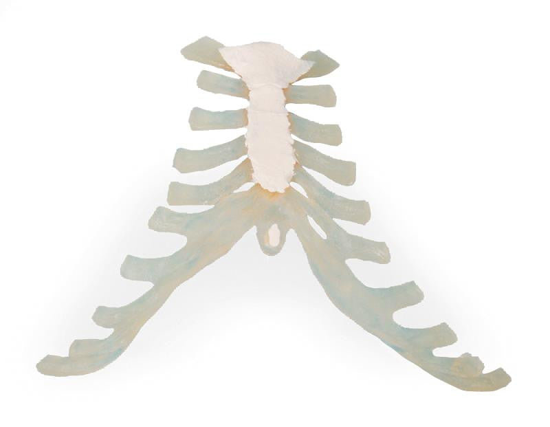 Sternum Model