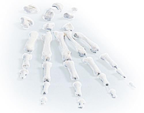 Hand Bones Set