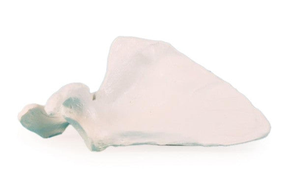 Scapula Bone Model