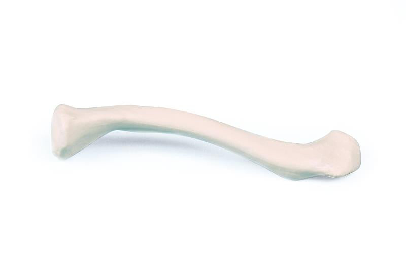 Clavicle Bone Model