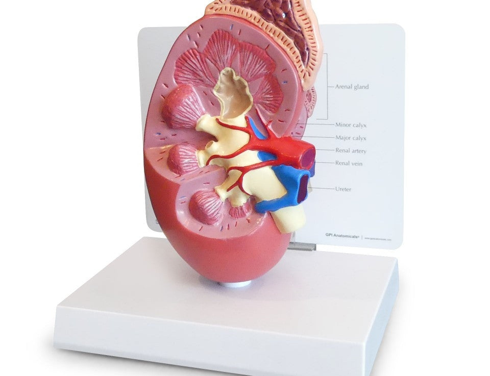Kidney Anatomy Model (2 times life size)