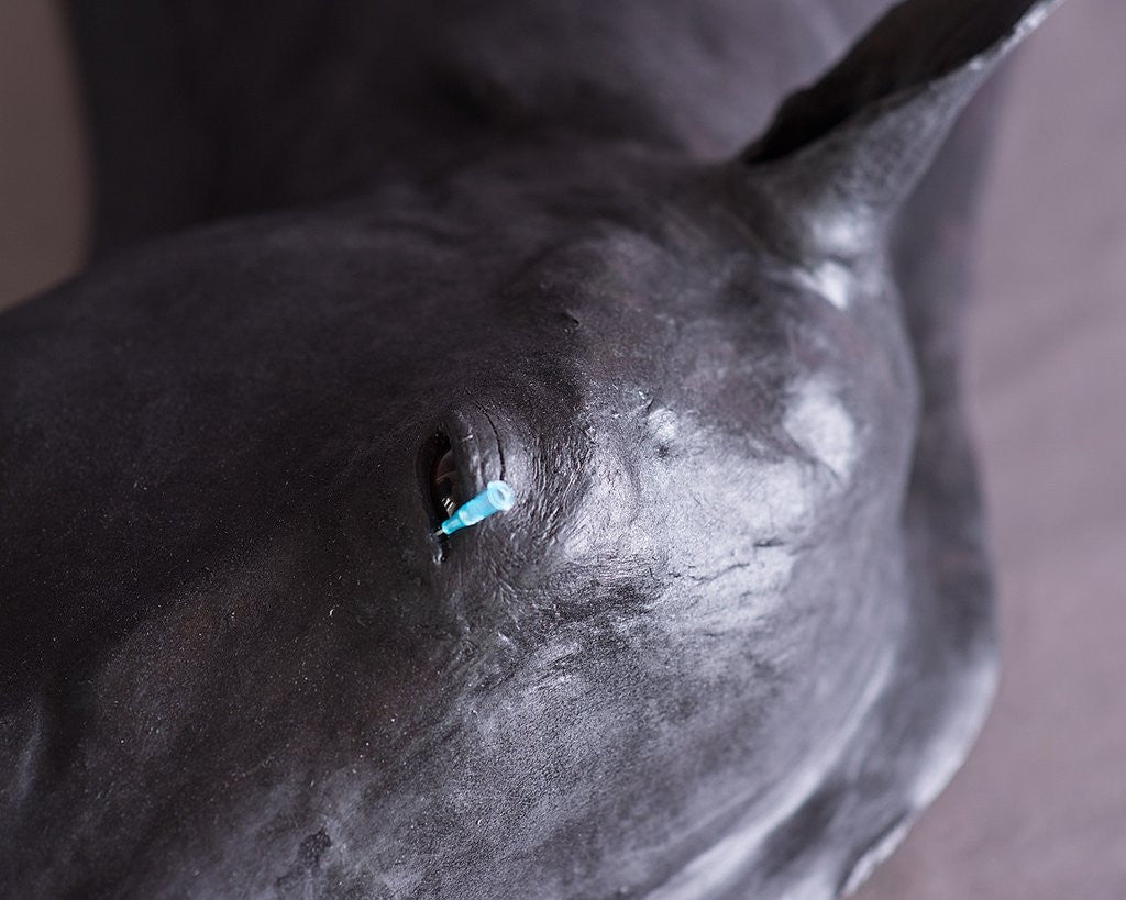 Advanced Equine Simulator