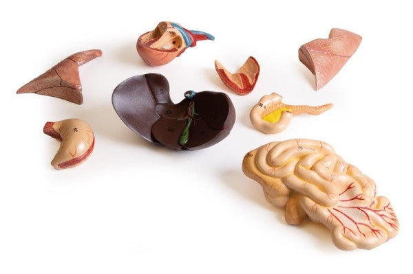 Pregnant Cat Dissection Model