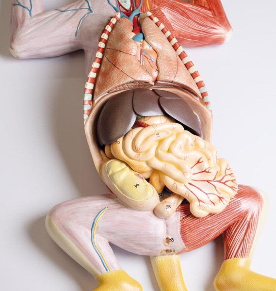 Pregnant Cat Dissection Model