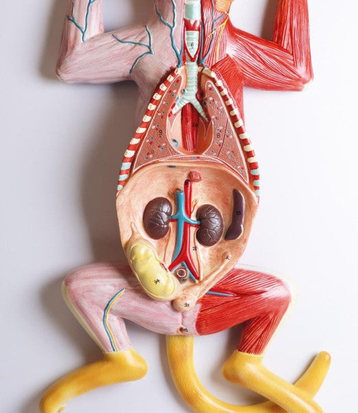 Pregnant Cat Dissection Model
