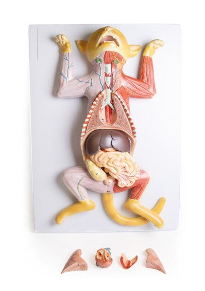 Pregnant Cat Dissection Model