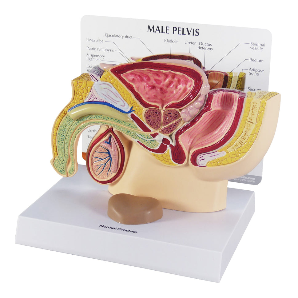 Male Pelvis and Prostate Section Model