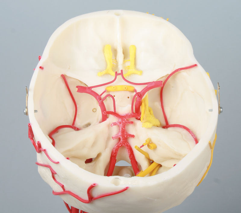Neurovascular Skull Model