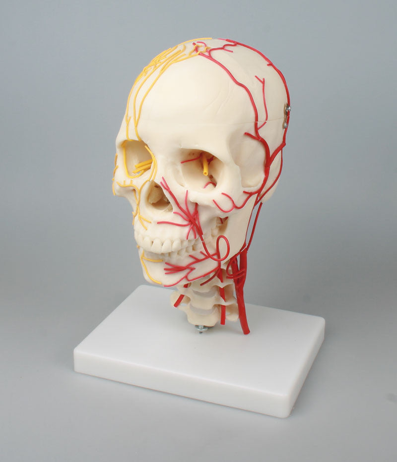 Neurovascular Skull Model