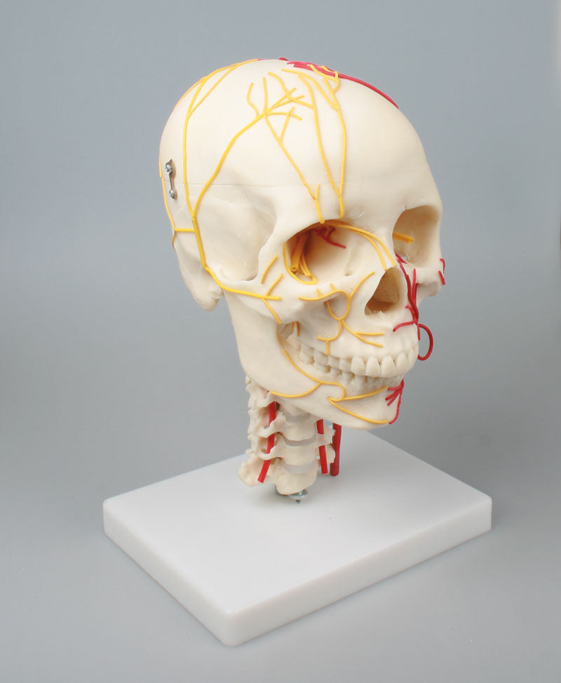 Neurovascular Skull Model