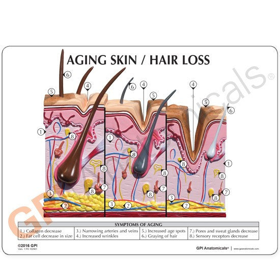 Aging Skin and Hair Loss Model