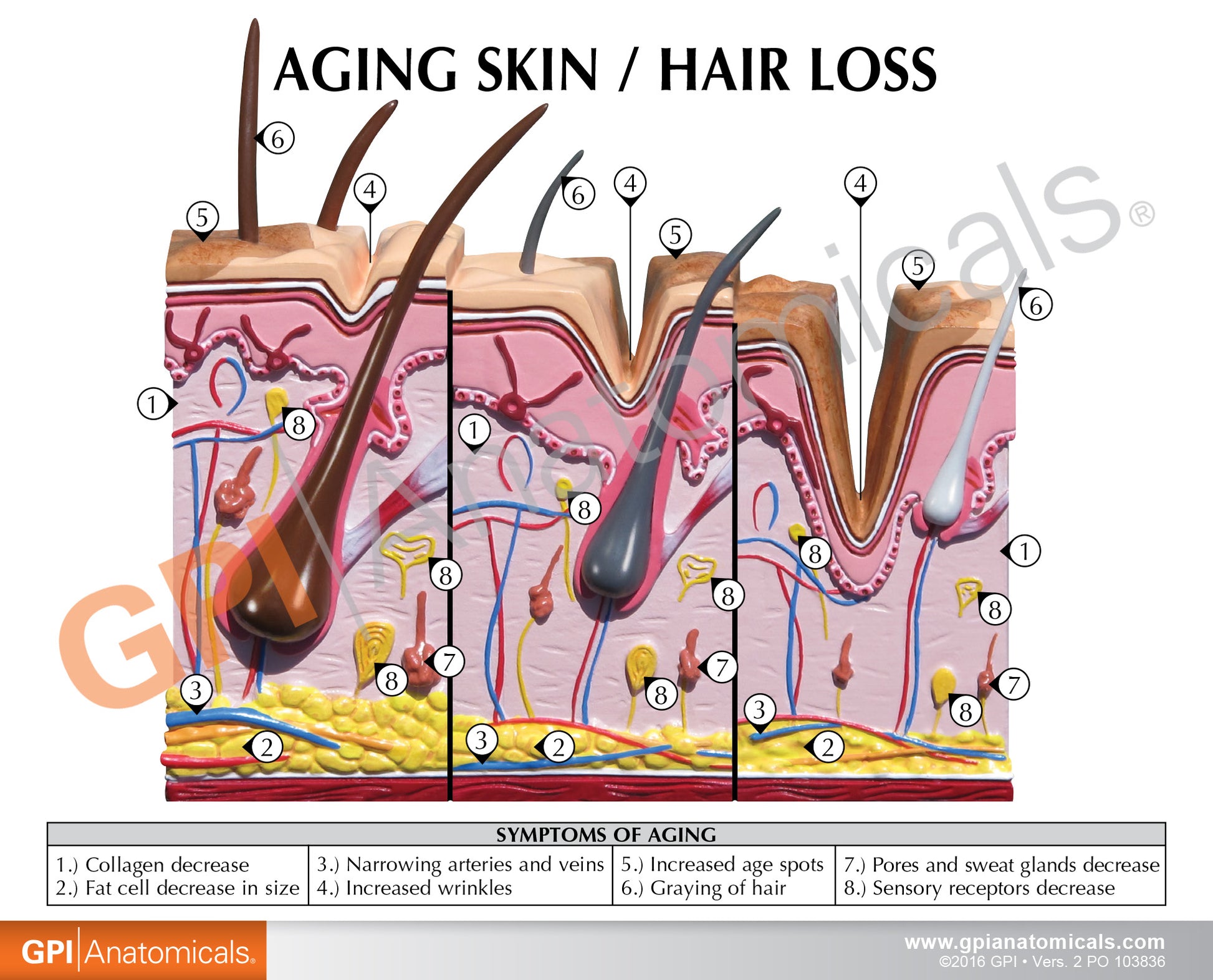 Aging Skin and Hair Loss Model