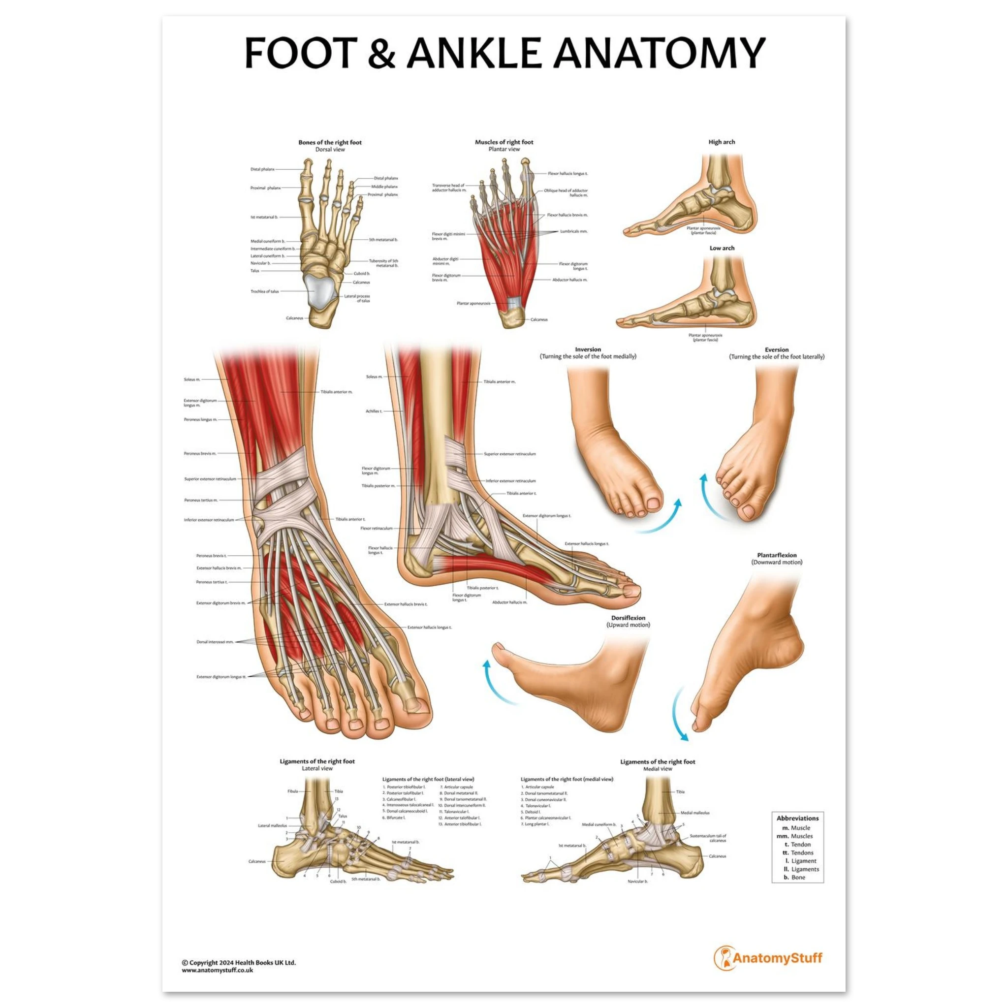 Foot Ankle Anatomy Chart Feet Poster Anatomical Chart