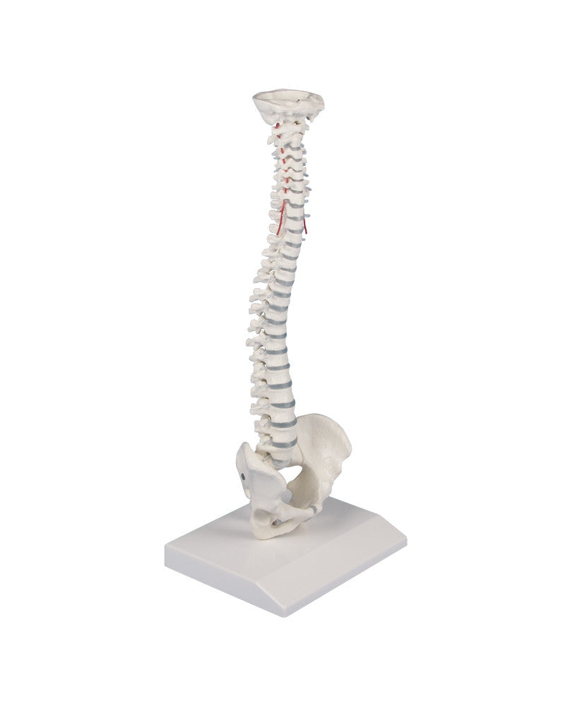 Miniature Spine 4001