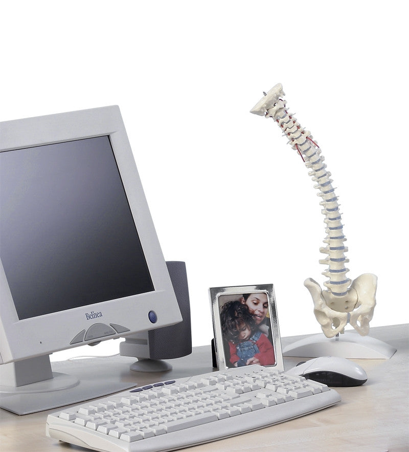 Miniature Flexible Spinal Column Model