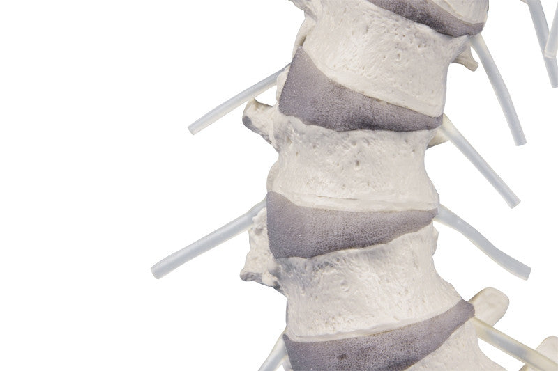 Flexible Vertebral Column Model with Muscle Markings