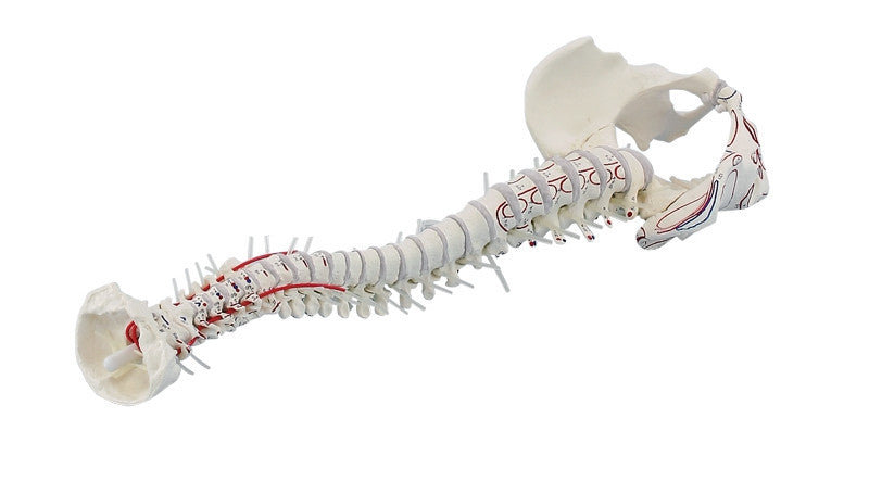 Flexible Vertebral Column Model with Muscle Markings
