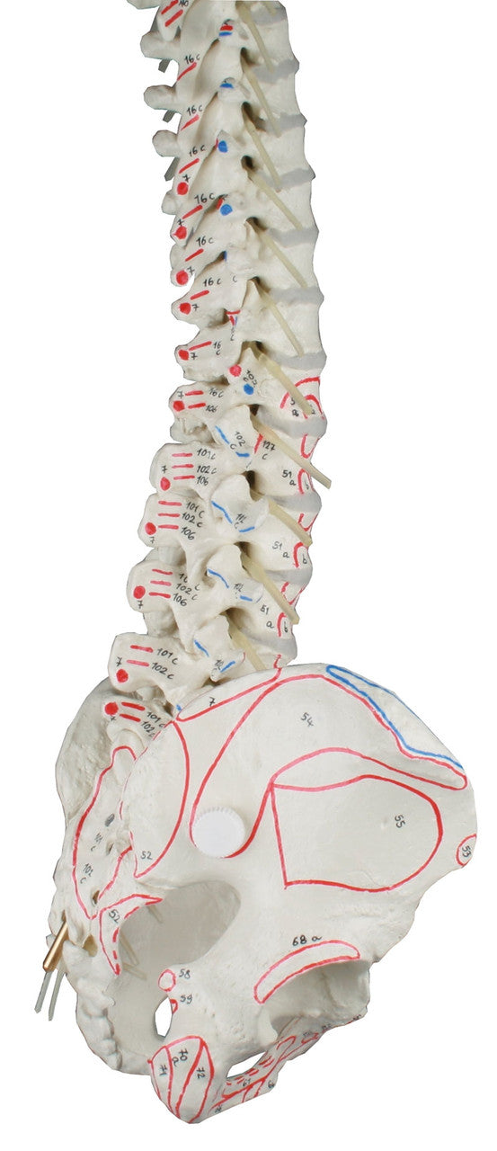 Flexible Vertebral Column Model with Muscle Markings