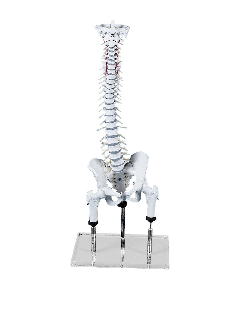 Postural Faults Vertebral Column Model