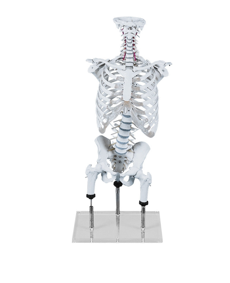 Postural Faults Vertebral Column Model with Rib Cage