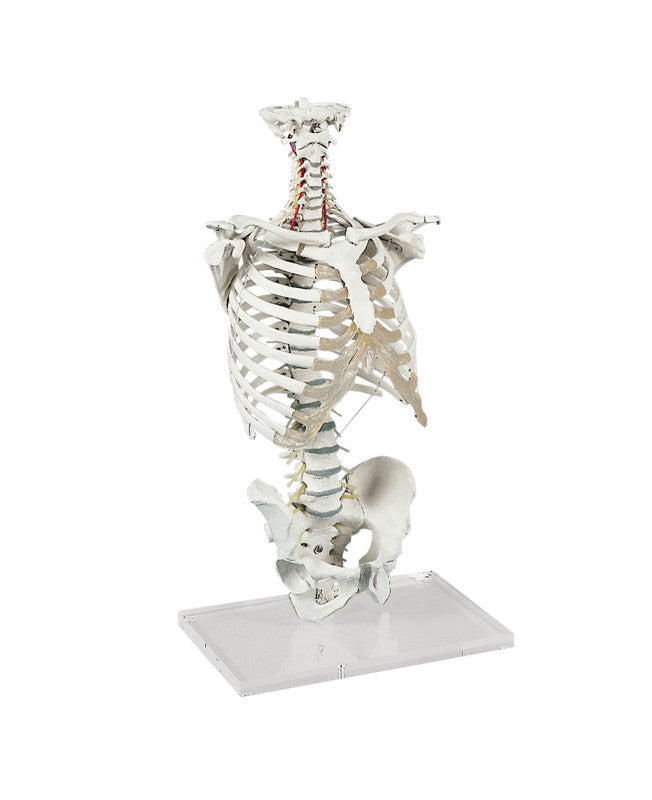 Vertebral Column Model with Thoracic Cage