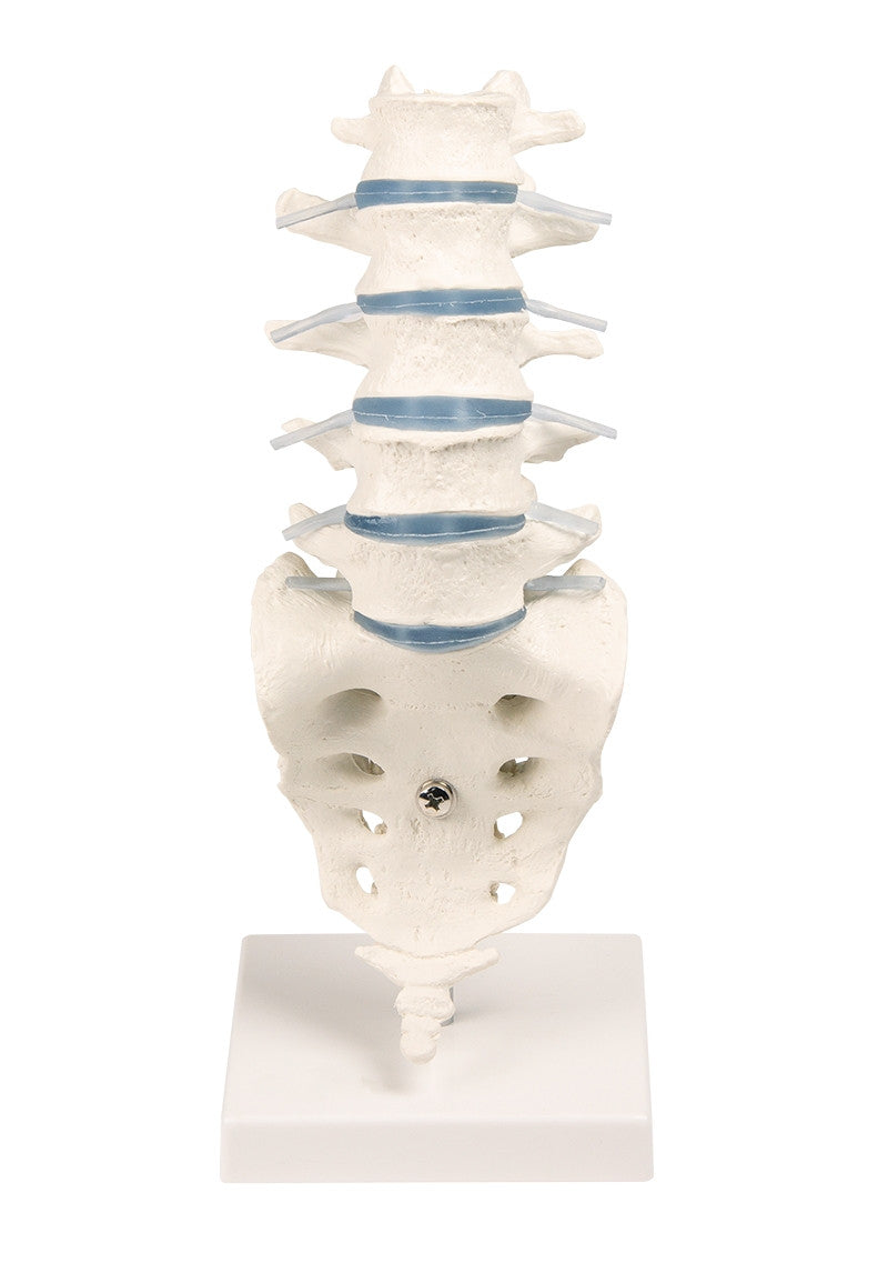 Lumbar Spine Model 1