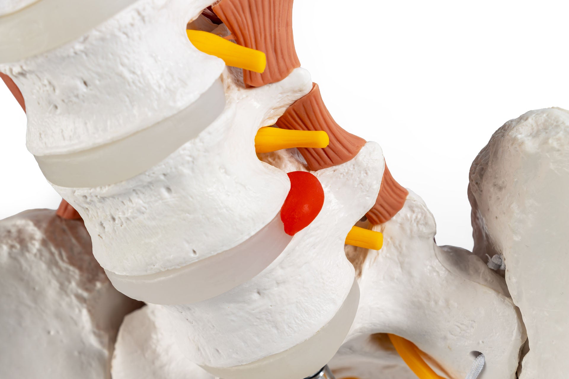 Male Pelvis and Lumbar Spine Model with Muscles