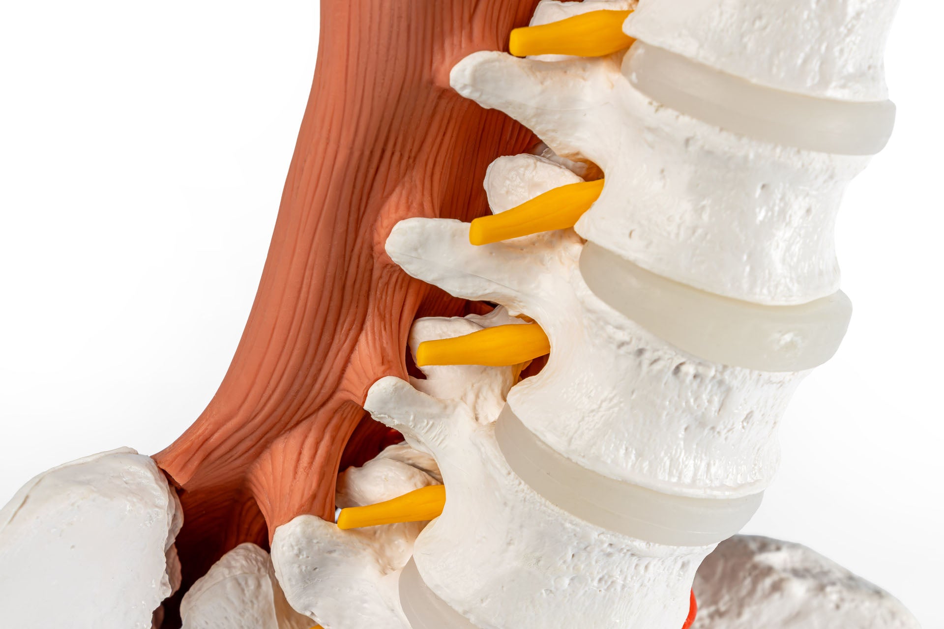 Male Pelvis and Lumbar Spine Model with Muscles