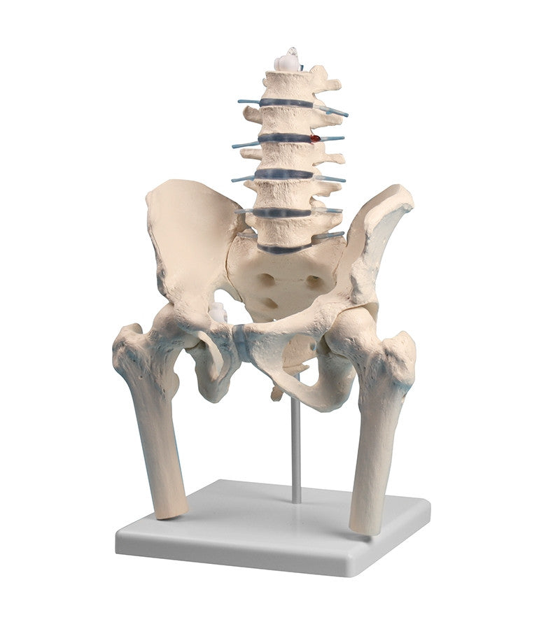 Lumbar Spine Model with Pelvis and Femoral Stumps