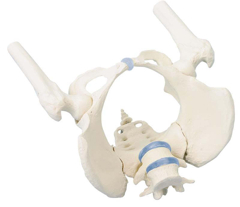 Female Pelvis Model with Femurs