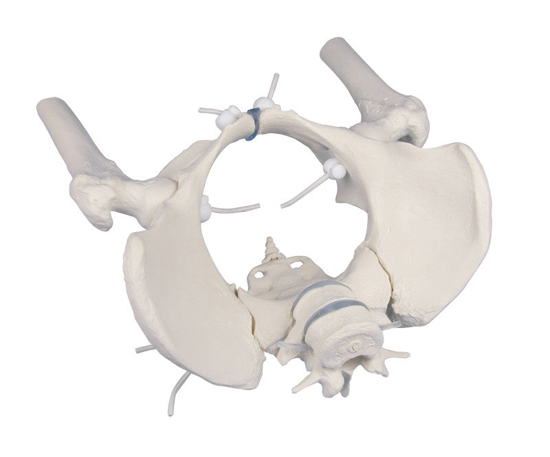 Flexible Female Pelvis Model with Femurs