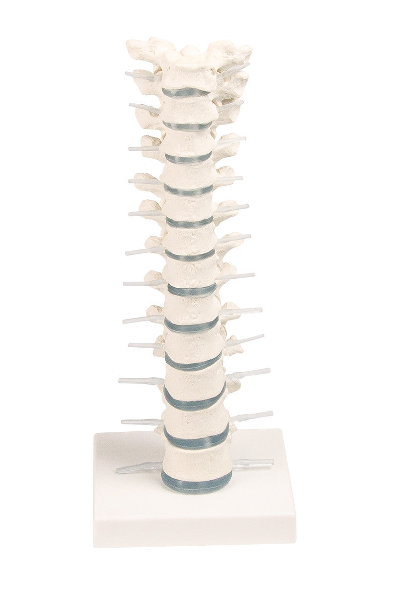Thoracic Spine Model 1