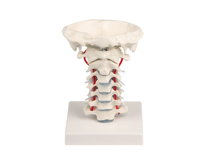 Cervical Spine Model with Base of Skull