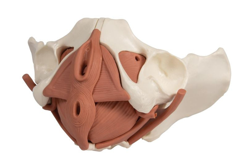 Female Pelvis Model with Pelvic Floor Musculature (12 part)