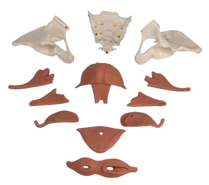 Female Pelvis Model with Pelvic Floor Musculature (12 part)