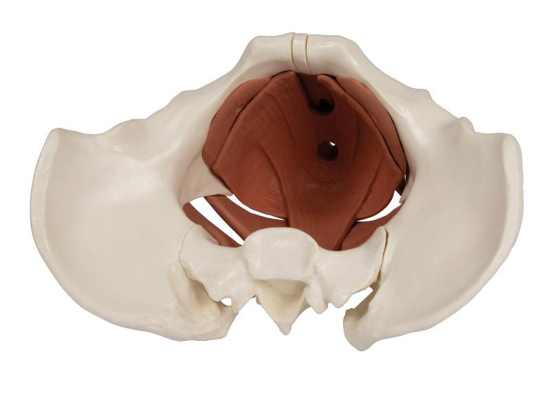 Female Pelvis Model with Pelvic Floor Musculature (12 part)